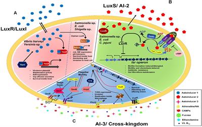 Enteropathogens: Tuning Their Gene Expression for Hassle-Free Survival